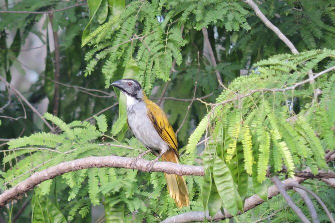 Birdwatching Cancun - Getting to the Jungle: Cancun and Puerto Morelos Pickup