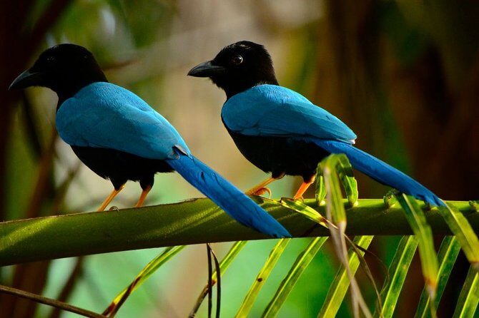 Birdwatching in Coba from Tulum - Shared Group Tour - Price and Value: What $149 Gets You (and What It Doesn’t)