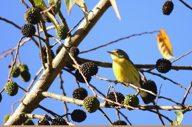 Birdwatching in Coba from Tulum - Shared Group Tour - Stop 2: Cobá Village and Lagoon Birdwatching With Snacks