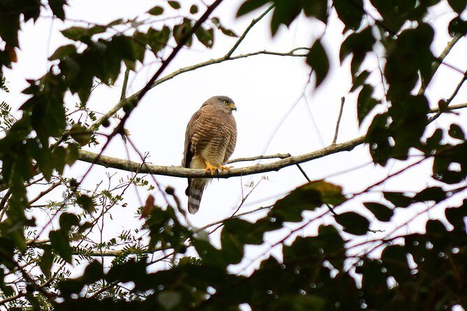 Birdwatching in Coba from Tulum - Shared Group Tour - Stop 3: Cobá Archaeological Site Birding (2 Hours, Admission Included)
