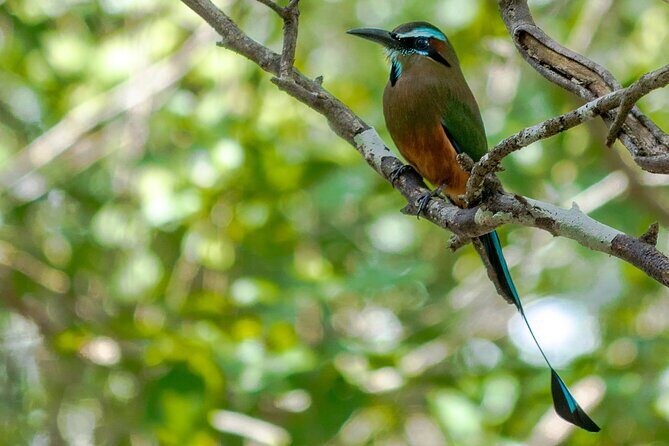 Birdwatching in Coba from Tulum - Shared Group Tour - Stop 4: Local Brunch and the Mayan Family Meal