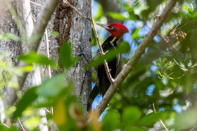 Birdwatching in Coba from Tulum - Shared Group Tour - Meeting Point, 6:00 am Start, and Small-Group Dynamics
