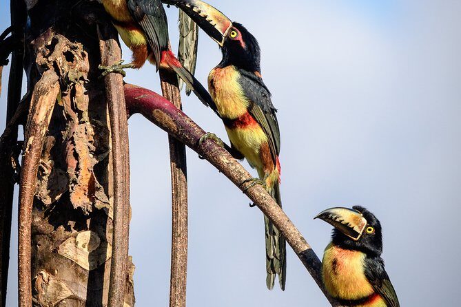 Birdwatching in Sian Ka´an Muyil from Tulum - Shared Group Tour - Muyil and Sian Ka’an: Why This Mix Works
