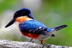 Birdwatching in Sian Ka´an Muyil from Tulum - Shared Group Tour - 5 Hours From 6:00 am: Group Size, Pace, and Practical Stuff