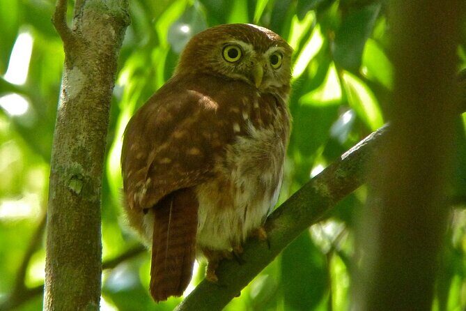 Birdwatching in Sian Ka´an Muyil from Tulum - Shared Group Tour - Guides Matter: Miguel, José Paz, and the Art of Actually Finding Birds