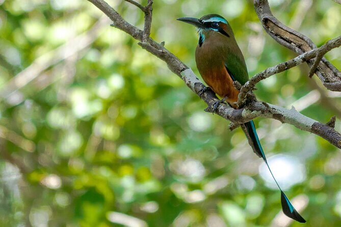 Birdwatching in Sian Ka´an Muyil from Tulum - Shared Group Tour - Price and Value: What $119 Buys, and What Costs Extra