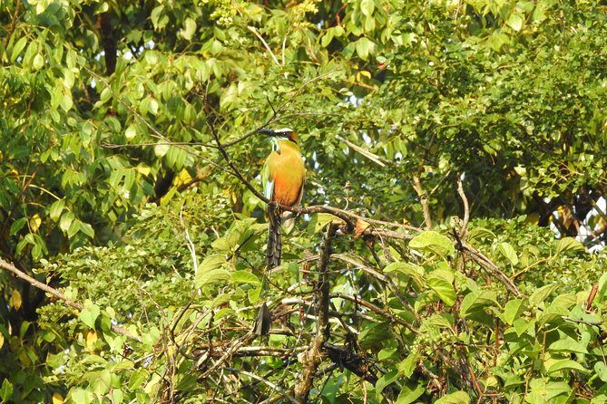 Birdwatching Playa del Carmen - Why Dawn Birding Near Playa del Carmen Is a Great Use of Your Time