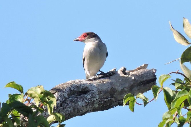Birdwatching Playa del Carmen - The Ruta de los Cenotes Walk: What Makes This Birding Area Special