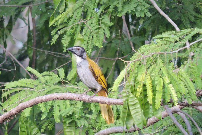 Birdwatching Playa del Carmen - How Expert Guides Turn Calls Into Sightings