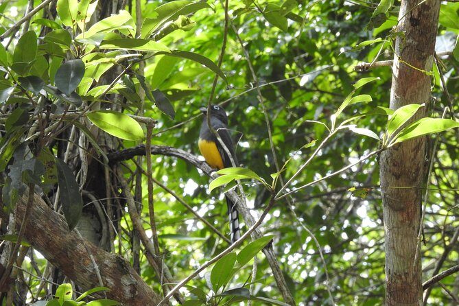 Birdwatching Playa del Carmen - Small Group Size: Why Max 6 Travelers Improves Your Bird Photos
