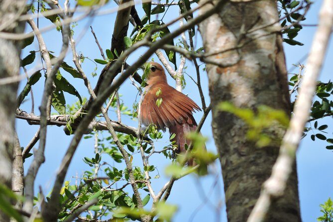Birdwatching Playa del Carmen - Bird Lists Made Easy With Merlin and eBird