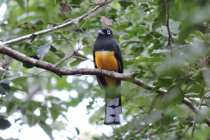 Birdwatching Playa del Carmen - Price and Value: What $175 Includes (and What You Still Need)