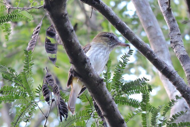 Birdwatching Playa del Carmen - Comfort Checklist for a 6:00 am Birding Start