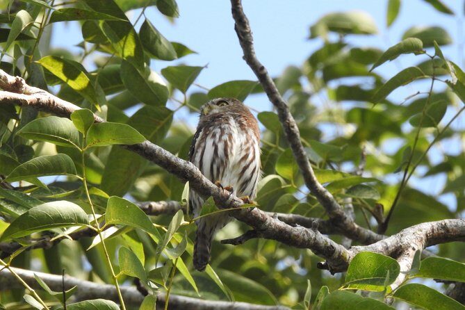 Birdwatching Playa del Carmen - Getting There: Meeting Point at 30 Avenida Nte. 482 and Hotel Pickup Options