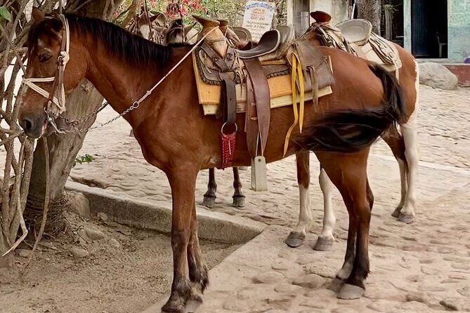 Boat Excursion and Hiking Walk in Quimixto - Return to Puerto Vallarta: boat back, bus home, and extra options