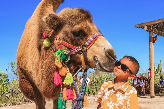 Boat Ride to the Arch and Beach Camel Ride in Cabo San Lucas - The Pacific coast drive to Rancho Tierra Sagrada