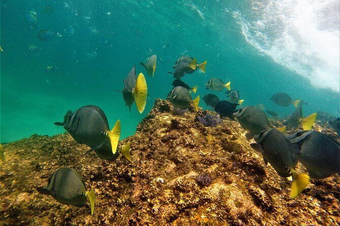 Boat ride to the Arch and Snorkel - El Arco: photos, timing, and how to get the best angle