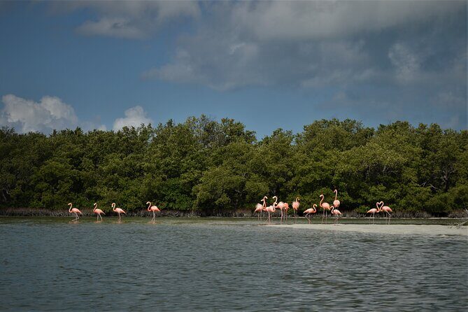 Boat Tour of Three Islands in Holbox with Transportation - Punta Mosquito reality check: the best swap can still be a win