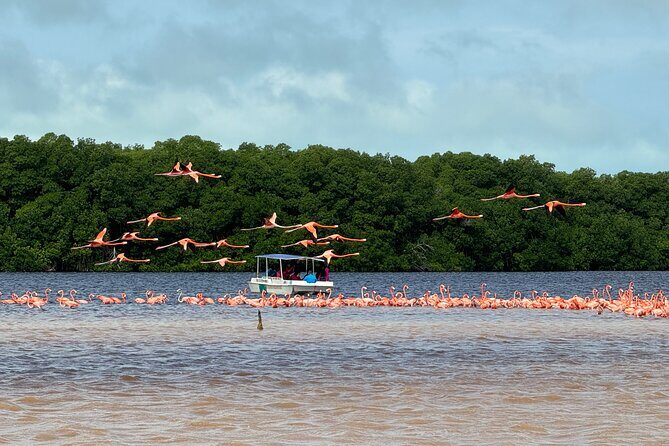 Boat tour through the mangroves of Celestún and Playa from Merida - The Mayan clay bath: what to wear and how to make it fun