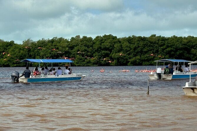 Boat tour through the mangroves of Celestún and Playa from Merida - Price and value: what $105.56 buys you, and what to budget for