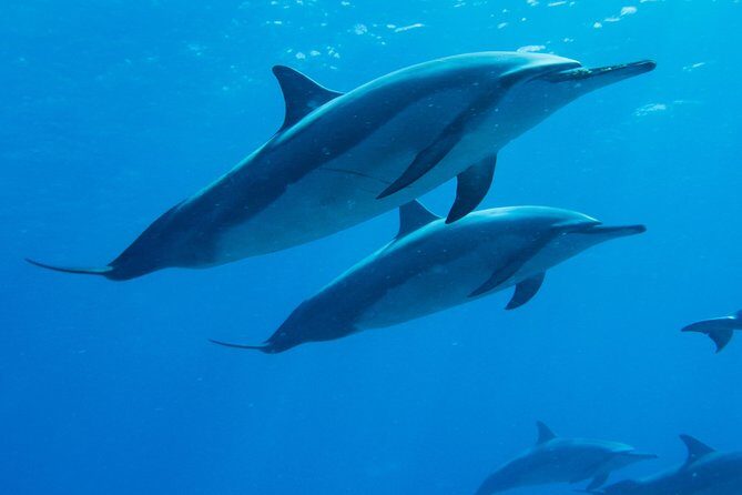 Boat Trip to See Marine Life in Puerto Escondido - Key things worth knowing before you go