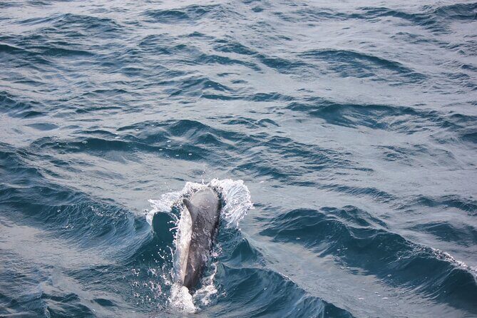 Boat Trip to See Marine Life in Puerto Escondido - Entering The Puerto Angelito Starting Line: What This Tour Is Really Like