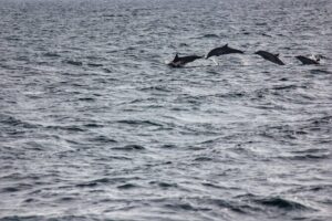 Boat Trip to See Marine Life in Puerto Escondido - The Route That Targets Animals: Bays First, Then Offshore