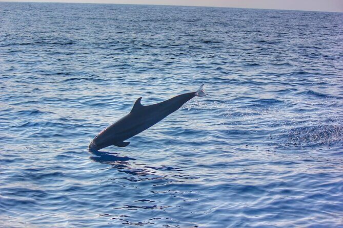 Boat Trip to See Marine Life in Puerto Escondido - Dolphins, Whales, Turtles, and Rays: What You Can Expect to Spot