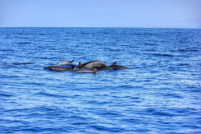 Boat Trip to See Marine Life in Puerto Escondido - Pickup and Getting to Playa Puerto Angelito Without Stress