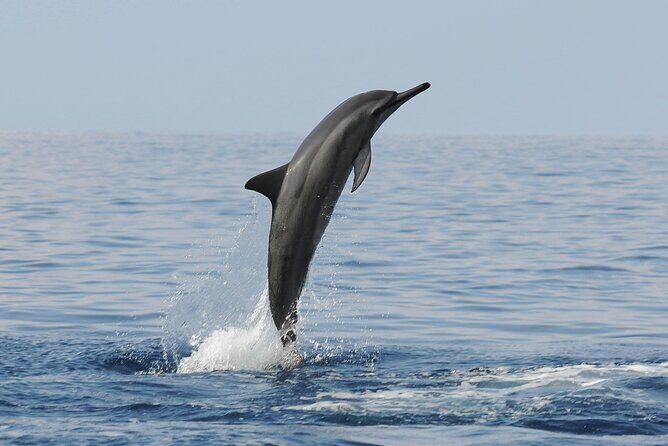 Boat Trip to See Marine Life in Puerto Escondido - Price vs Value: Why $65.72 Can Be Fair (If It Clicks for You)