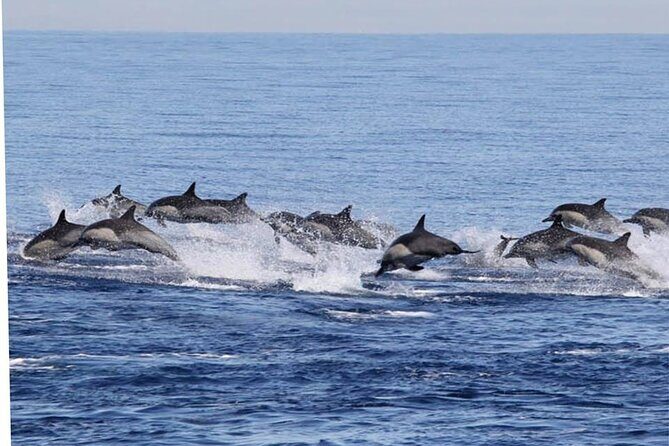 Boat Trip to See Marine Life in Puerto Escondido - When This Trip Fits Best (and When It Might Not)
