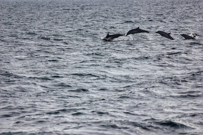 Boat Trip to See Marine Life in Puerto Escondido - The Route That Targets Animals: Bays First, Then Offshore
