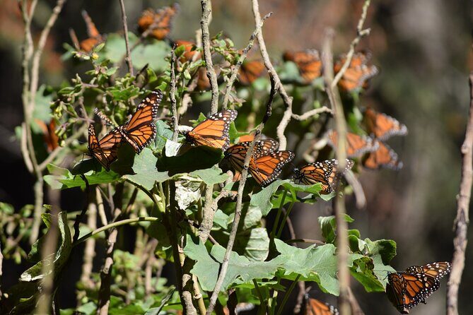 Butterfly Monarch Tour from Mexico City - Quick hits before you go