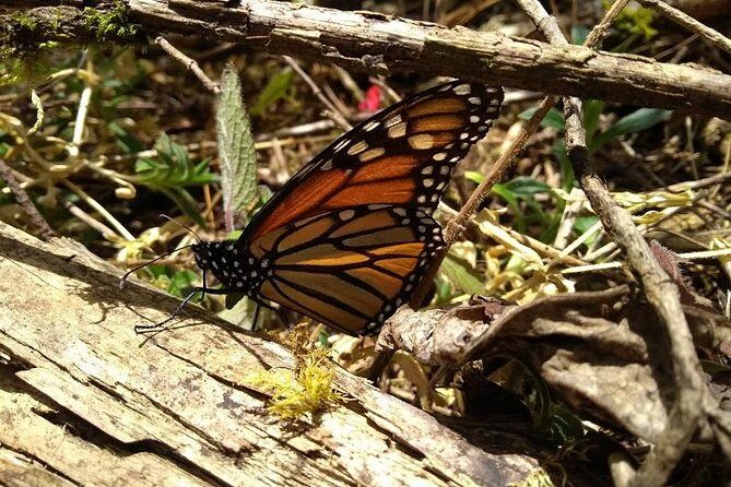 Butterfly Monarch Tour from Mexico City - Sierra Chincua Butterfly Sanctuary: why your timing matters
