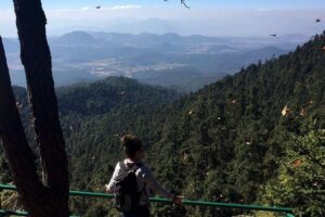 Butterfly Monarch Tour from Mexico City - The hike to the monarchs: steep terrain, altitude, and horse rentals