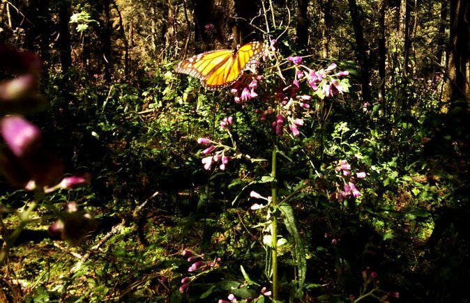 Butterfly Monarch Tour from Mexico City - Lunch and the workshop in Michoacán: what you’ll eat and what’s included
