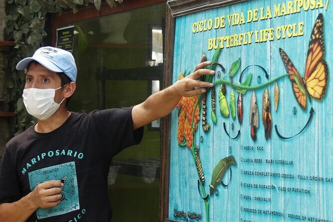 Butterfly Sanctuary & Museum Guided Tour in Puerto Vallarta - Key Things I’d Put on Your Radar