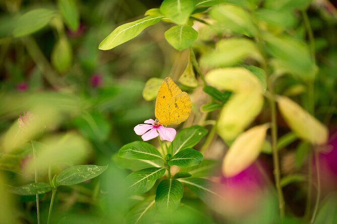 Butterfly Sanctuary & Museum Guided Tour in Puerto Vallarta - Entering the Mariposario Jardin Magico Butterfly Sanctuary