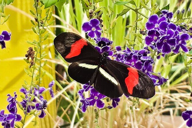 Butterfly Sanctuary & Museum Guided Tour in Puerto Vallarta - Stop 1 at Mariposario Jardin Magico: A Protected Habitat Walk