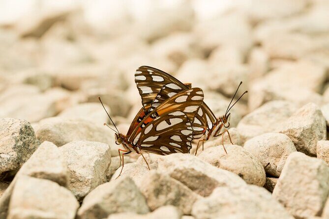 Butterfly Sanctuary & Museum Guided Tour in Puerto Vallarta - Butterfly Heritage Museum: Seeing the Life Cycle From the Inside