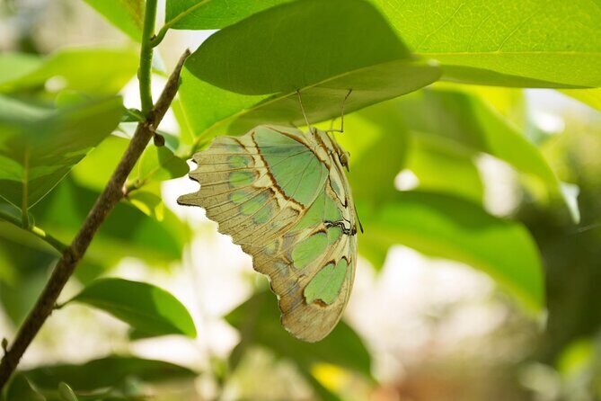 Butterfly Sanctuary & Museum Guided Tour in Puerto Vallarta - The Release Moment: Helping a 3-Hour-Old Butterfly Take Its First Flight
