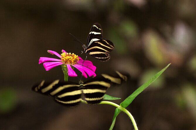 Butterfly Sanctuary & Museum Guided Tour in Puerto Vallarta - What to Pack (So the Out-of-Town Part Doesn’t Ruin Your Day)