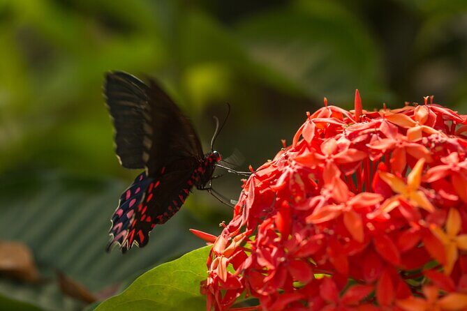 Butterfly Sanctuary & Museum Guided Tour in Puerto Vallarta - Price and Value: Is $28 Worth It?