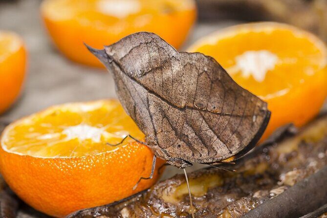 Butterfly Sanctuary, Museum & Lunch with Transport - Quick Hits You’ll Care About