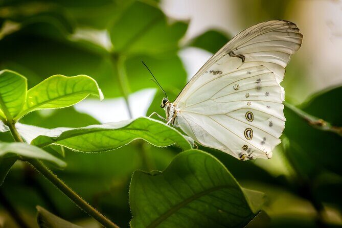Butterfly Sanctuary, Museum & Lunch with Transport - The Butterfly Walk: What You’ll Actually See and Learn