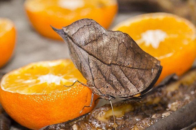 Butterfly Sanctuary, Museum & Lunch with Transport - Price and Value: Is $119 Worth 3 Hours?