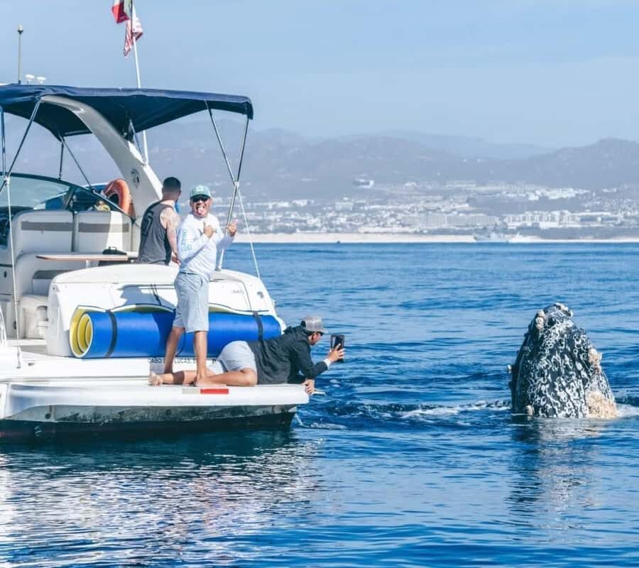 Cabo: Arch, Whales, Snorkel Tour - Food & Drinks 1-20 people - Food and drinks: the part that turns a tour into a celebration