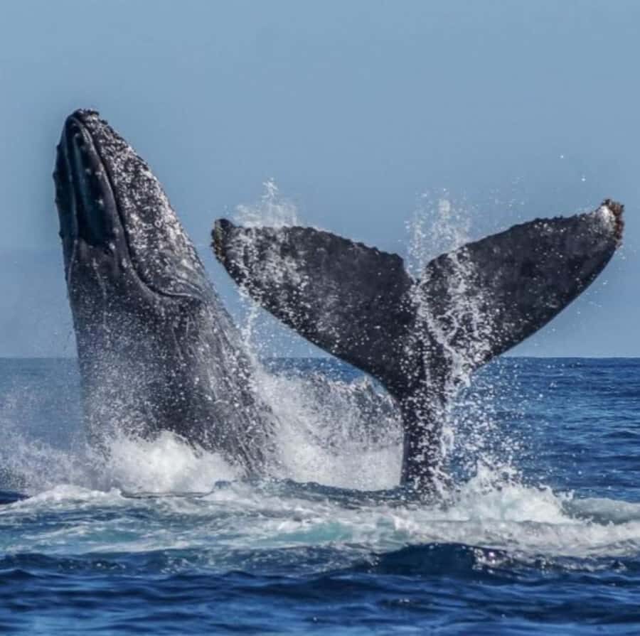 Cabo: Arch, Whales, Snorkel Tour - Food & Drinks 1-20 people - Sunset time and the best kind of onboard music