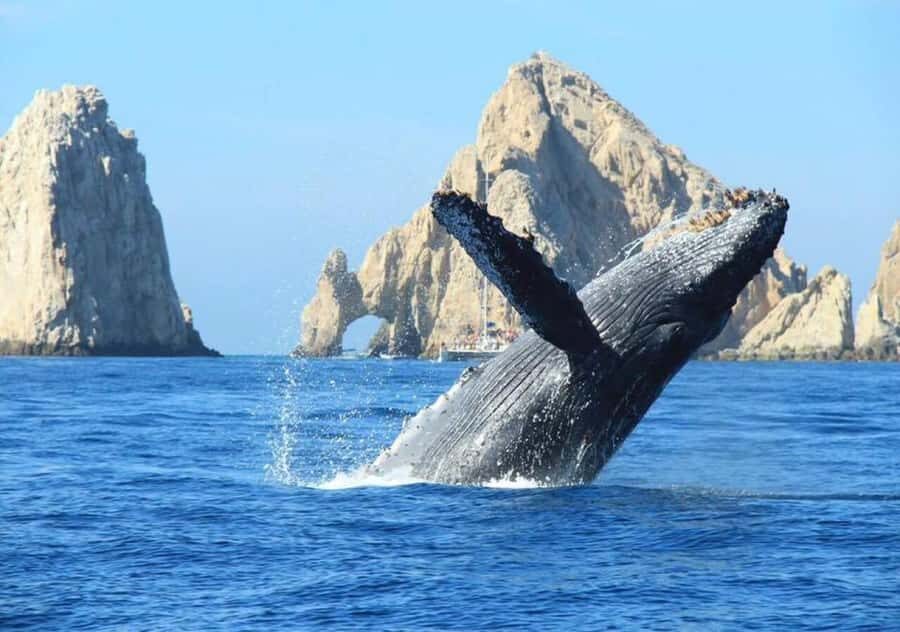 Cabo: Arch, Whales, Snorkel Tour - Food & Drinks 1-20 people - Crew and captain care: why the experience feels personal