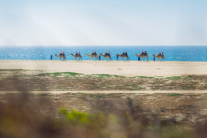 Cabo Beach Camel Ride, Mexican Buffet and Tequila Tasting - Price and value: what the $99 ticket really covers